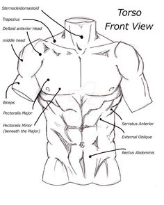 the torso and chest diagram with labels for different parts of the body, including muscles