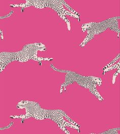 Purchase Scalamandre Wallpaper Pattern Sc 0003Wp88449 Name Leaping Cheetah Bubblegum Bird Wallpaper Scalamandre Wallpaper, Preppy Wall Collage, Cheetah Wallpaper, Wallpaper For Sale, Animal Print Wallpaper, Contemporary Wallpaper, Wallpaper Rolls, Preppy Wallpaper, Print Wallpaper