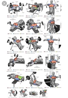 the muscles and their functions are shown in this diagram, which shows how they work