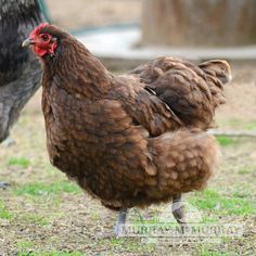 two chickens standing next to each other on the grass