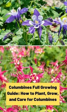 collage of purple flowers with text overlay that reads, columbuss full growing guide how to plant, grow and care for columbias