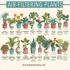 an illustrated poster showing different types of air - filtering plants