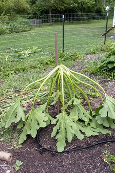 a large green leafy plant in the middle of some dirt near a wire fence