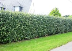 there is a large hedge next to the road