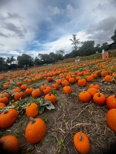 Pumpkin patch 💕 Fall Pumpkin Patch, Fall Pumpkins, Pumpkin Patch, Drawing Reference, Paint, Halloween, Drawings, Pins, Quick Saves