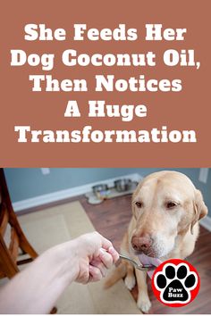 There are many benefits of coconut oil for dogs and different ways to use it in your dog’s daily life. Dog Coconut Oil, Benefits Of Coconut, Coconut Oil For Dogs, Benefits Of Coconut Oil, Health Trends