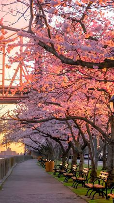 the park benches are lined up next to the trees with pink flowers on them, and there is a bridge in the background