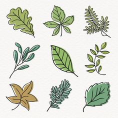 various leaves and branches drawn on white paper