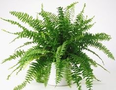 a potted plant with green leaves in it on a white tableclothed surface