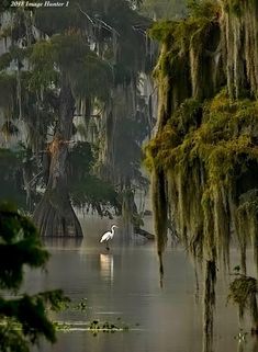 a white bird sitting on top of a body of water surrounded by lush green trees