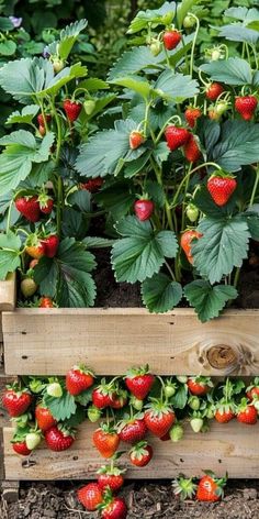 strawberries growing in a wooden box on the ground