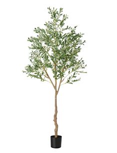 an olive tree in a black pot on a white background