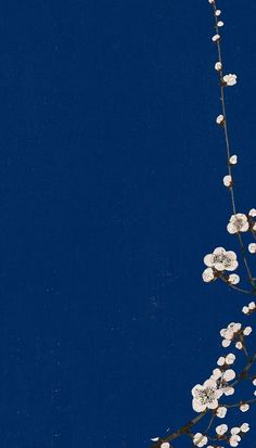 a branch with white flowers on it against a dark blue background, in the middle of winter