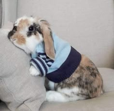 a rabbit wearing a sweater sitting on top of a couch