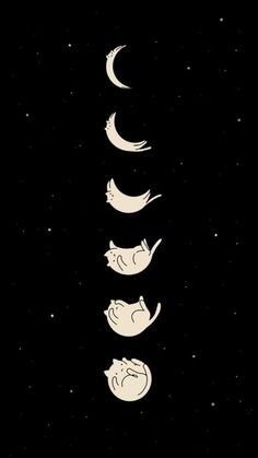 three cats are sleeping in the night sky