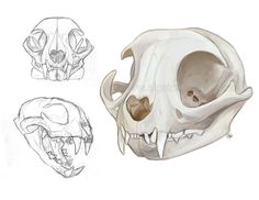 an animal's skull is shown in three different angles, including the lower jaw