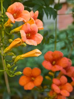 orange flowers are blooming in the garden