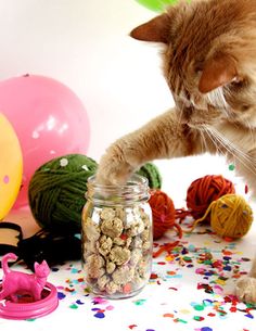 a cat standing on its hind legs in front of a jar filled with balls of yarn