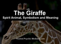 a giraffe with the words, the giraffe spirit animal, symbolism and meaning