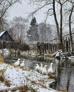 several ducks are standing in the snow near a pond