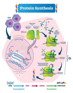 the structure and function of protein syns