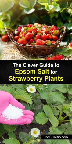 the clever guide to epson salt for strawberry plants