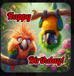 two colorful birds sitting on top of a tree branch with the caption happy birthday