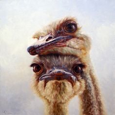 two ostriches with their heads turned to look like they are looking at the camera