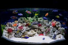 an aquarium filled with lots of different types of fish