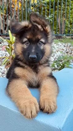 a brown and black puppy sitting on top of a blue bench