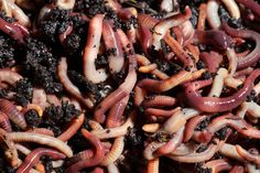 many worms are gathered together in the dirt