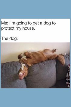 a dog laying on top of a couch with the caption me i'm going to get a dog to protect my house