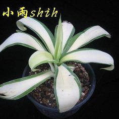 a white plant with green leaves in a black pot filled with dirt and gravel, on a black background