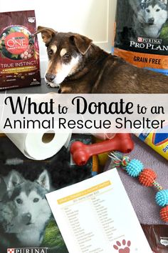 an animal rescue shelter with the title what to donae to an animal rescue shelter