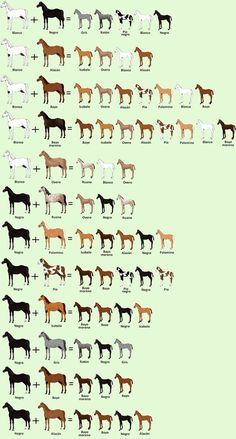 an image of horses in different colors and sizes