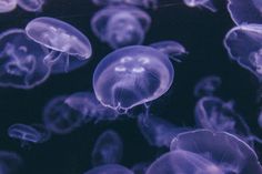 a group of jellyfish swimming in the ocean