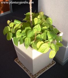 a potted plant sitting on top of a table next to a window sill