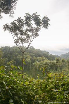 Nyungwe National Park, Rwanda Uganda