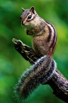 a small squirrel sitting on top of a tree branch