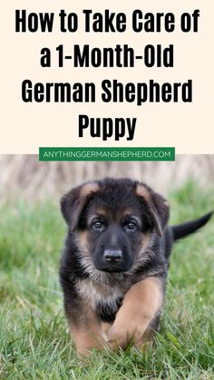 How to Take Care of a 1-Month-Old German Shepherd Puppy Rin Tin Tin, Baby German Shepherds, German Shepherd Names, One Month Old, Famous Dogs, Shepherd Puppy, Puppy Care