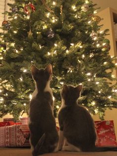 two cats sitting in front of a christmas tree