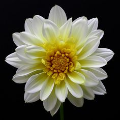 a white and yellow flower on a black background