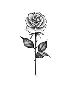 White Drawing, Rose Tattoo Design, Black And White Drawing, A Rose, White Rose, Tattoo Design, Tattoo Ideas, Black And White