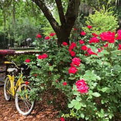 a bike parked next to a bush with red roses growing on it's side