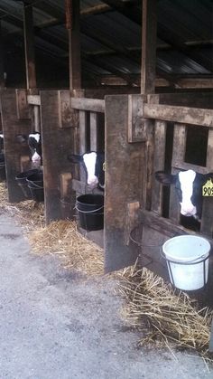 several cows are standing in their stalls with buckets full of hay on the floor