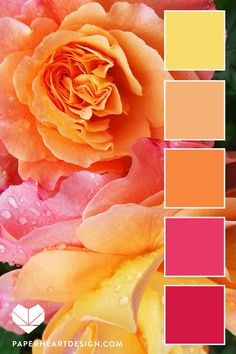 an orange and pink rose with water droplets on it's petals is featured in this color palette