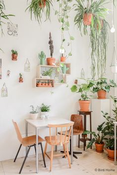 a room filled with lots of potted plants on shelves next to a table and chairs