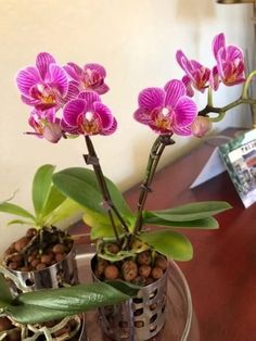 three purple orchids in small metal pots on a table