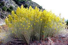 a bush with yellow flowers and red berries growing on it's side in the desert