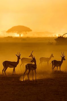 a herd of deer standing on top of a grass covered field at sunset with trees in the background